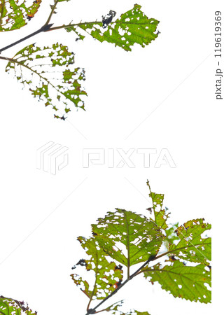 虫食い葉っぱ イメージ 虫食い葉っぱ イメージ 119619369