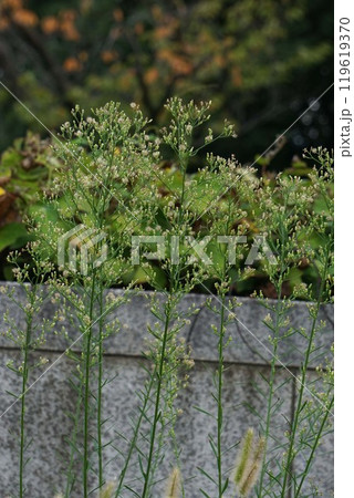 ヒメムカシヨモギ ヒメムカシヨモギ 119619370