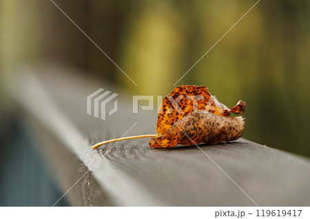 A solitary autumn leaf resting gently on a wooden railing under the soft glow of the fading light A solitary autumn leaf resting gently on a wooden railing under the soft glow of the fading light 119619417