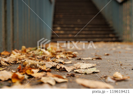 The golden leaves of autumn cover the pathway leading to a secluded staircase in a tranquil park The golden leaves of autumn cover the pathway leading to a secluded staircase in a tranquil park 119619421