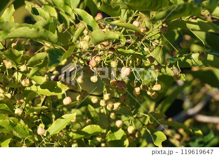 黄色く色づいたマユミの実・中には爆ぜた実も 119619647