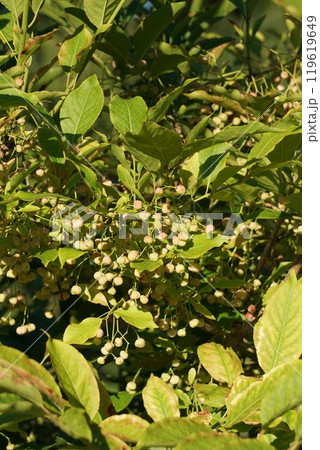 黄色く色づいたマユミの実・中には爆ぜた実も 黄色く色づいたマユミの実・中には爆ぜた実も 119619649