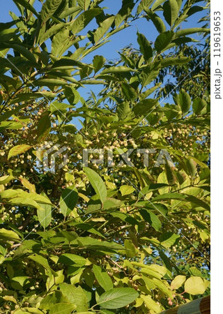 黄色く色づいたマユミの実・中には爆ぜた実も 119619653