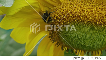 Close-up of a bumblebee collecting nectar from a bright sunflower flower on a sunny summer day. A fluffy cute bumblebee deftly collects sweet nectar from a yellow sunflower flower. 119619729