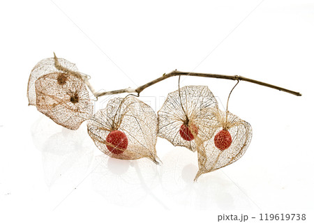 Dried Physalis akekengi franchetii or Chinese lantern on white background Dried Physalis akekengi franchetii or Chinese lantern on white background 119619738