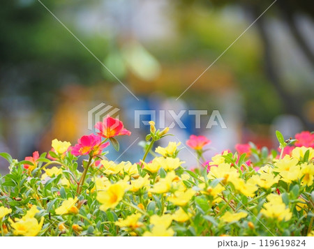 マツバボタン 119619824