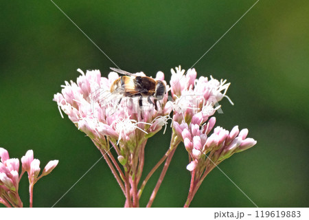 オオハナアブ 119619883