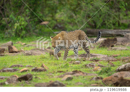 Female leopard walks through rocks lifting forepaw Female leopard walks through rocks lifting forepaw 119619986