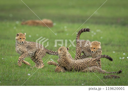 Four cheetah cubs play fight on grass Four cheetah cubs play fight on grass 119620001