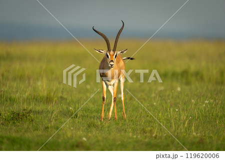 Grant gazelle stands facing camera in savannah Grant gazelle stands facing camera in savannah 119620006