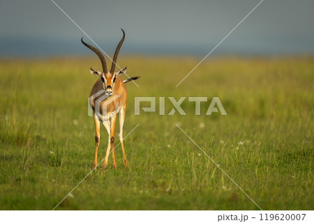Grant gazelle stands facing camera on savannah Grant gazelle stands facing camera on savannah 119620007