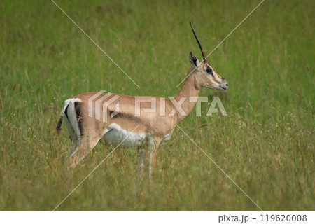 Grant gazelle stands in profile in grass Grant gazelle stands in profile in grass 119620008