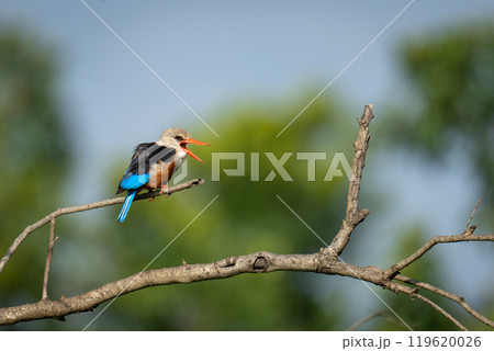 Grey-headed kingfisher opening beak on bare branch Grey-headed kingfisher opening beak on bare branch 119620026