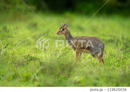 Kirk dik-dik stands in profile in grass 119620036