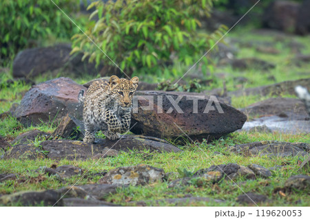 Leopard cub jumps off rock lifting forepaws Leopard cub jumps off rock lifting forepaws 119620053