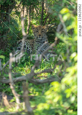 Leopard cub lies in bushes eyeing camera 119620062