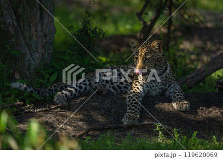 Leopard cub lies licking lips by tree Leopard cub lies licking lips by tree 119620069