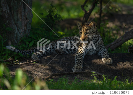 Leopard cub lies snarling in dappled sunlight 119620075