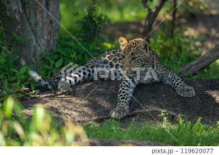 Leopard cub lies staring in dappled sunlight Leopard cub lies staring in dappled sunlight 119620077