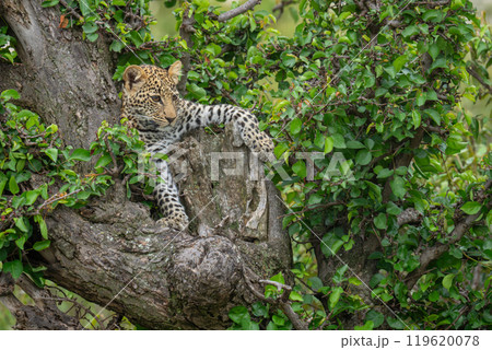 Leopard cub lies staring out from tree Leopard cub lies staring out from tree 119620078