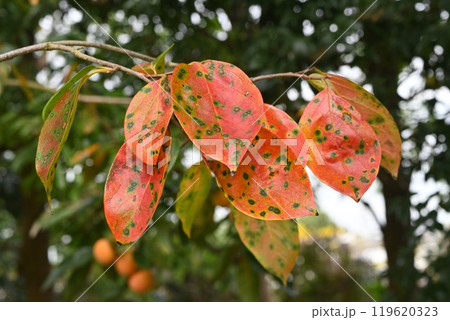 柿の実と紅葉・カキモミジ 119620323