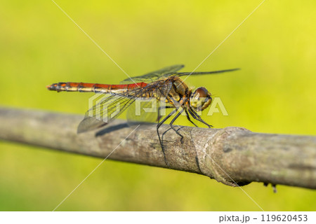 黄色く実った稲畑を背景に赤い胴をしたアキアカネ 119620453