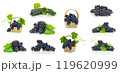 Ripe bunches of dark grapes on a white background 119620999