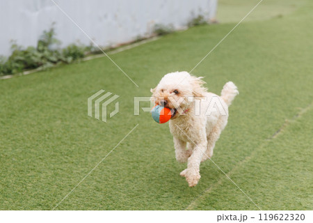 トイプードル ボール遊び トイプードル ボール遊び 119622320