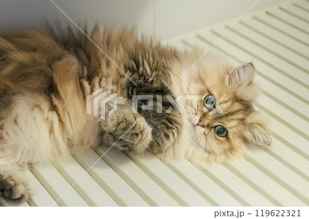 家猫 風呂ふたの上 あったかい 家猫 風呂ふたの上 あったかい 119622321