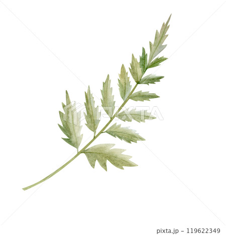 Green Fern leaf watercolor illustration isolated on white background. Greenery branch of forest plant for natural floral designs. Hand drawn clipart for wedding invitations and florist shops 119622349