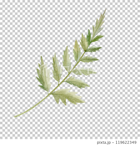 Green Fern leaf watercolor illustration isolated on white background. Greenery branch of forest plant for natural floral designs. Hand drawn clipart for wedding invitations and florist shops 119622349