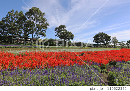 くじゅうのサルビア くじゅうのサルビア 119622352