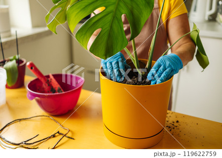 Person engaged in planting a houseplant monstera. Wearing protective gloves, he pours drainage, small stones into the pot. There are tools for working with plants on the table. Person engaged in planting a houseplant monstera. Wearing protective gloves, he pours drainage, small stones into the pot. There are tools for working with plants on the table. 119622759