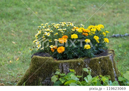 Yellow and Orange Marigolds in Tree Stump Yellow and Orange Marigolds in Tree Stump 119623069
