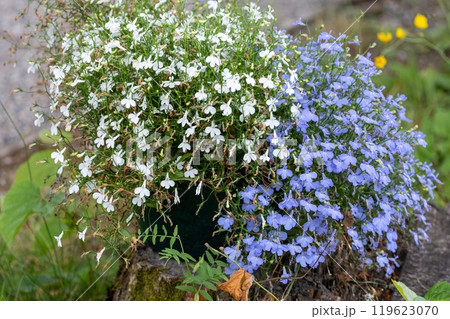 White and Blue Lobelia Flowers in Garden 119623070