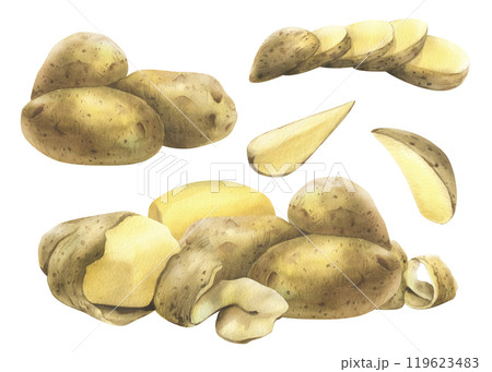 White potatoes whole, half, cut, peeled and wedges. Watercolor hand drawn illustration on the theme of harvesting, cooking, food, vegetable shop design. Set of elements isolated from background White potatoes whole, half, cut, peeled and wedges. Watercolor hand drawn illustration on the theme of harvesting, cooking, food, vegetable shop design. Set of elements isolated from background 119623483
