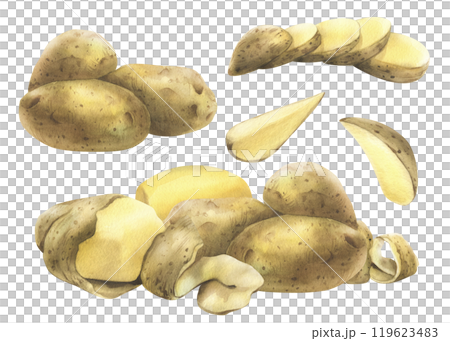 White potatoes whole, half, cut, peeled and wedges. Watercolor hand drawn illustration on the theme of harvesting, cooking, food, vegetable shop design. Set of elements isolated from background White potatoes whole, half, cut, peeled and wedges. Watercolor hand drawn illustration on the theme of harvesting, cooking, food, vegetable shop design. Set of elements isolated from background 119623483