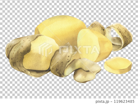 White potatoes whole, half, cut, peeled and wedges. Watercolor hand drawn illustration on the theme of harvesting, cooking, food, vegetable shop design. Set of elements isolated from background White potatoes whole, half, cut, peeled and wedges. Watercolor hand drawn illustration on the theme of harvesting, cooking, food, vegetable shop design. Set of elements isolated from background 119623485