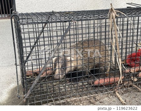 ワナにかかった穴熊 119623622