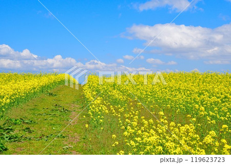 山本山高原の菜の花（新潟県） 119623723
