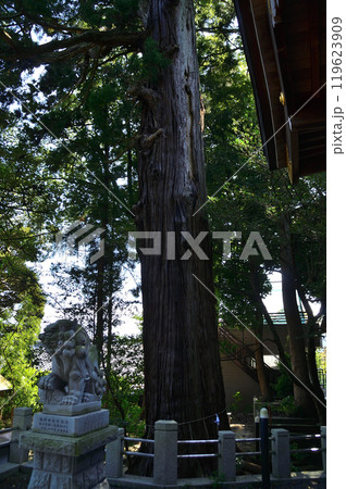 茨城県日立市十王町に鎮座する艫神社の御神木 119623909