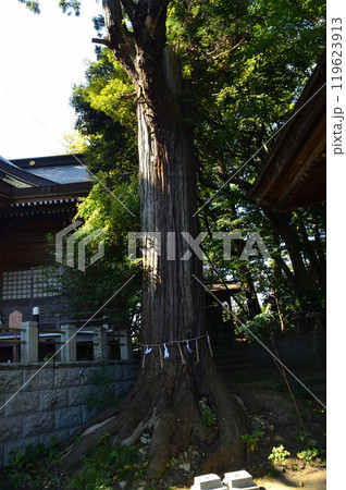 茨城県日立市十王町に鎮座する艫神社の御神木 茨城県日立市十王町に鎮座する艫神社の御神木 119623913