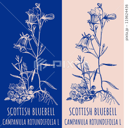 Vector drawings SCOTTISH BLUEBELL. Hand drawn illustration. Latin name CAMPANULA ROTUNDIFOLIA L. 119624436