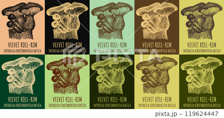 Set of vector drawing of VELVET ROLL-RIM in various colors. Hand drawn illustration. Latin name TAPINELLA ATROTOMENTOSA BATSCH. Set of vector drawing of VELVET ROLL-RIM in various colors. Hand drawn illustration. Latin name TAPINELLA ATROTOMENTOSA BATSCH. 119624447