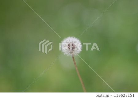 たんぽぽの綿毛 119625151