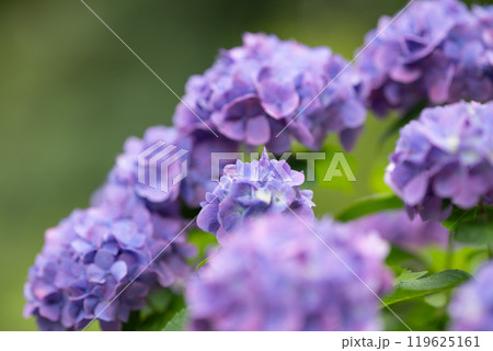 紫陽花 119625161