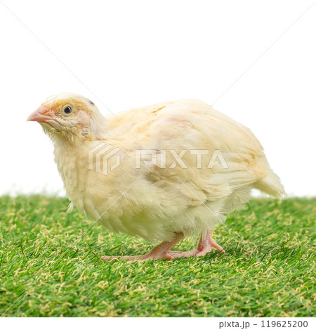 Young quail quail on green grass isolated on white 119625200