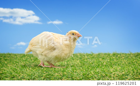 Portrait of a Young quail in the grass, copy space 119625201