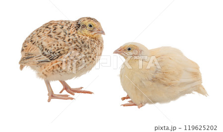two types of quail isolated on white background 119625202