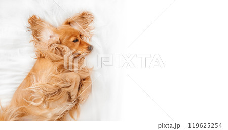 Cute Spaniel lying in a white bed at home. copy space, top view 119625254